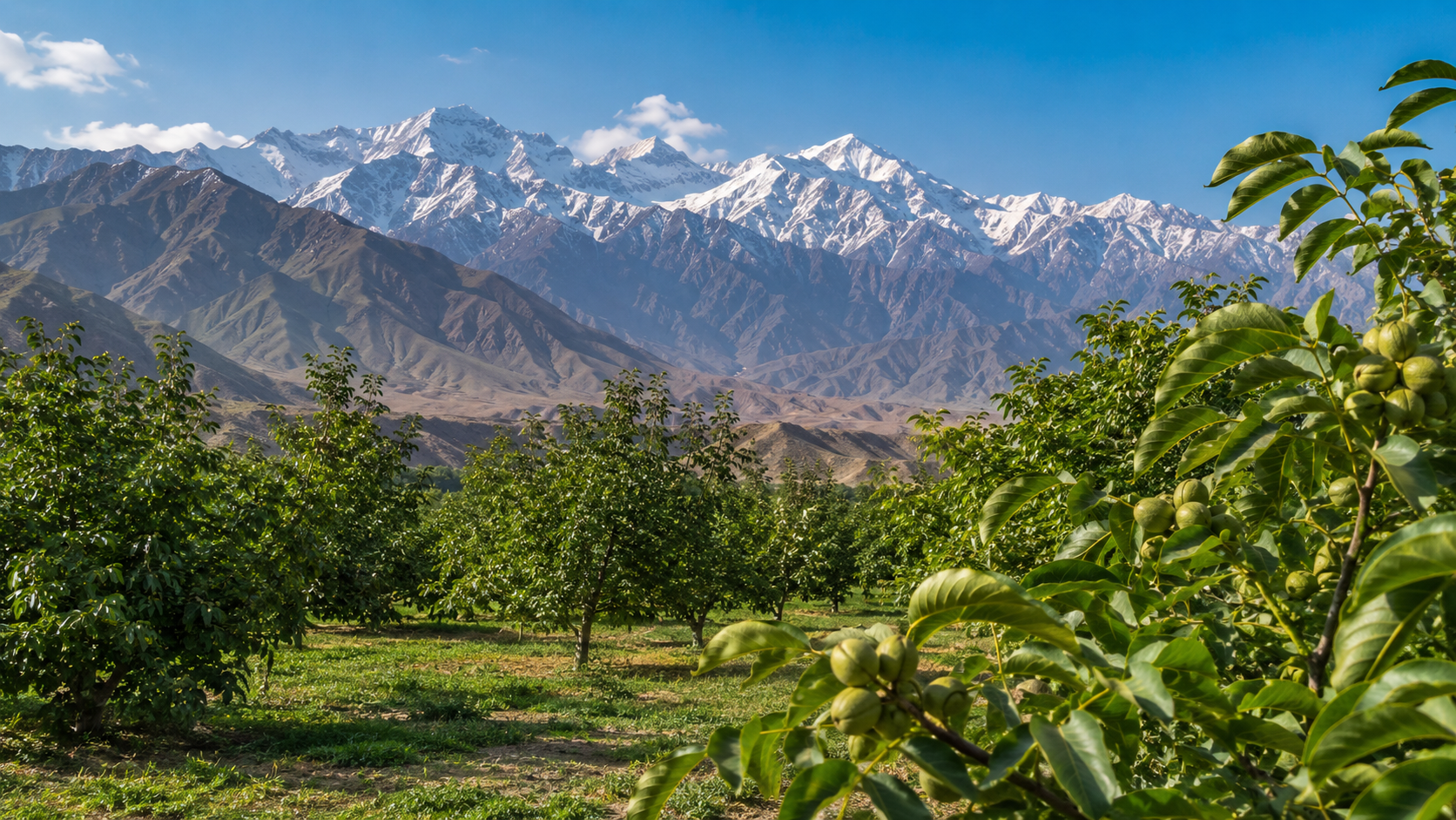 Wide open Xinjiang landscape with walnut orchards and Tianshan mountains